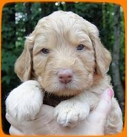 SR pups 4 wks old face 21