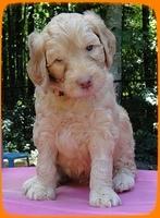 SR pups 5 wks old 10