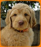 SR pups 6 wks old 24