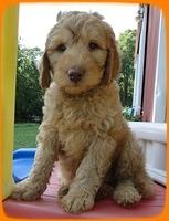SR pups 7 wks old 35
