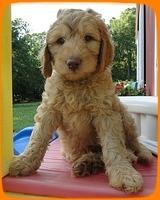 SR pups 7 wks old 36