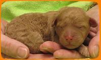 SR pups newborn 15