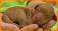 SR pups newborn 17