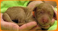 SR pups newborn 18
