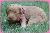 SR pups 2 wks old 16