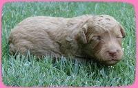 SR pups 2 wks old 17