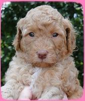 SR pups 4 wks old face 12