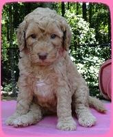 SR pups 5 wks old 20