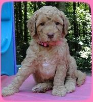 SR pups 5 wks old 23