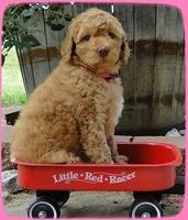 SR pups 6 wks old 32