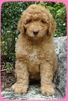 SR pups 8 wks old 12