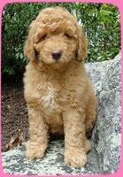 SR pups 8 wks old 16