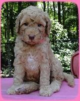 Sr pups 5 wks old 22