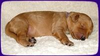 SR pups 1 wk old 12