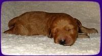 SR pups 1 wk old 13