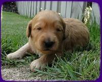 SR pups 2 wks old 24