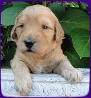 SR pups 3 wks old 11