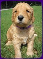 SR pups 4 wks old 42