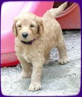 SR pups 5 wks old 28