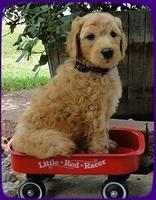 SR pups 6 wks old 27