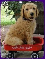 SR pups 6 wks old 28