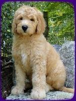 SR pups 9 wks old 2