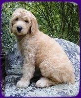 SR pups 9 wks old 4