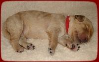 SR pups 1 wk old 16