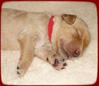 SR pups 1 wk old 17