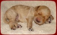 SR pups 1 wk old 18