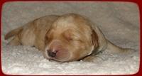 SR pups 1 wk old 19
