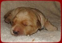 SR pups 1 wk old 20