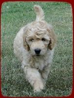SR pups 8 wks old 63