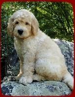 SR pups 9 wks old 10