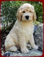 SR pups 9 wks old 11