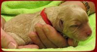 SR pups newborn 14