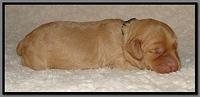 SR pups 1 wk old 38