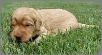 SR pups 2 wks old 1