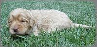 SR pups 2 wks old 2