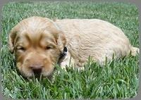 SR pups 2 wks old 4