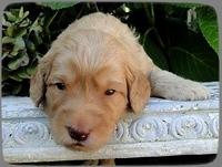 SR pups 3 wks old 33