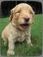 SR pups 4 wks old 1