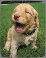 SR pups 4 wks old 27