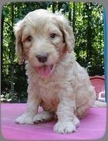 SR pups 5 wks old 24