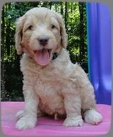 SR pups 5 wks old 25