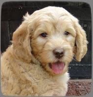 SR pups 6 wks old 44