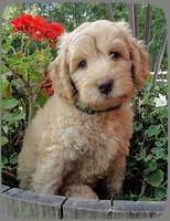 SR pups 7 wks old 2