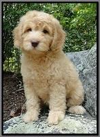 SR pups 8 wks old 6