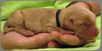 SR pups newborn 1