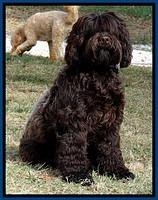 Champion 14 mos old 51